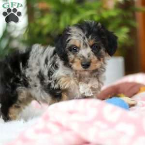 Jordan, Yorkie Poo Puppy